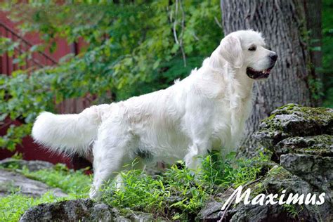 Boarding contract pups are available at a reduced price to local families within 2 hours of us. White Golden Retriever Puppies,,English,Cream,AKC ...
