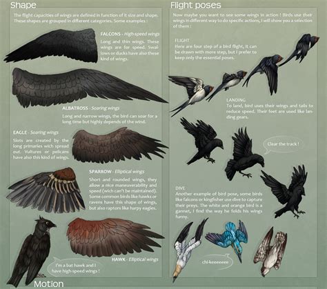 I need to focus on my other fantasy book i am currently writing. How to draw feathered wings | free3DTutorials.com