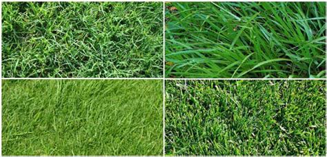 How many different types of grass are there? The Top 6 Types of Grass For Your Lawn | Homes.com
