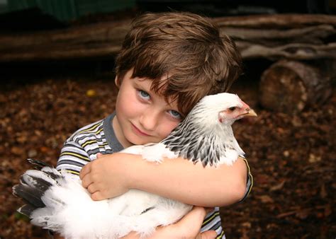 Raising Backyard Chickens