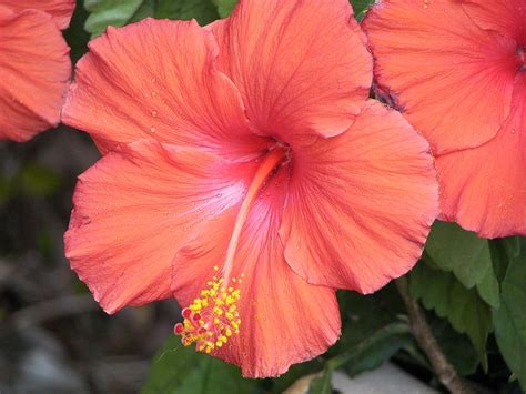 Maybe you would like to learn more about one of these? Gracious Coral Hibiscus - HFFP! | Flickr - Photo Sharing!
