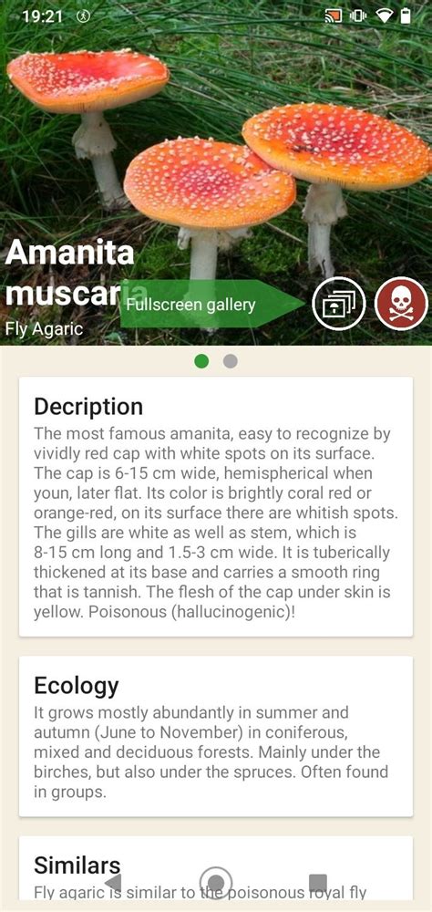 The description of mushrooms app app the application includes a detailed guide including the 210 most common types of mushrooms, with detailed descriptions and quality photos. Mushrooms App 62 - Descargar para Android APK Gratis