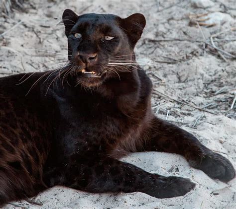 Black Panther Information Characteristics And Curiosities Animals