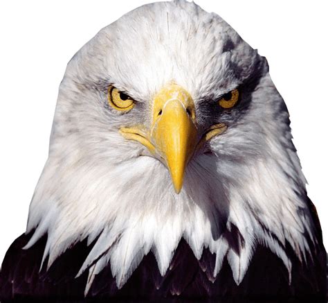 bald eagle head png 20 free Cliparts | Download images on Clipground 2021