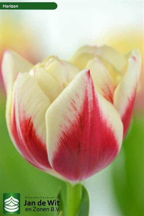 Horizon Tulip Jan De Wit En Zonen Bv