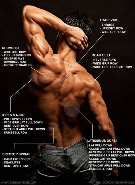 By performing a back workout routine on a consistent basis it can alleviate low back pain and enhance your posture. Back training diagram - Jordan Yeoh fitness | Full back ...