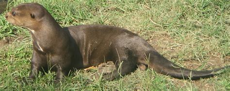 It lives only in the rivers and creeks of the amazon, orinoco, and la plata river systems. The giant otter, Pteronura brasiliensis | CosmoLearning ...