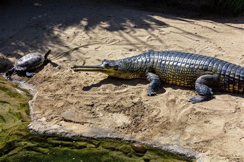 Gharial Long Snout Crocodile Photograph By Garry Gay Fine Art America