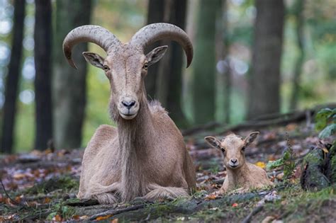 Aoudad Mother And Baby Lamb Stock Photo Download Image Now Istock