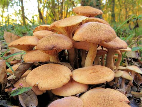 Free Stock Photo Of Fungi Mushroom Woods