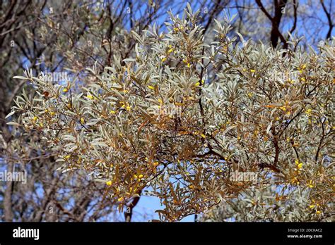 Mulga Tree In Flower Nsw Australia Stock Photo Alamy