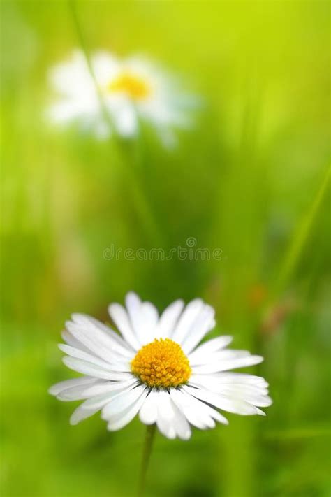 Beautiful Soft Daisies Stock Image Image Of Flora Meadow 25057707