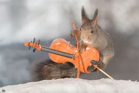 Squirrels Playing Tiny Instruments