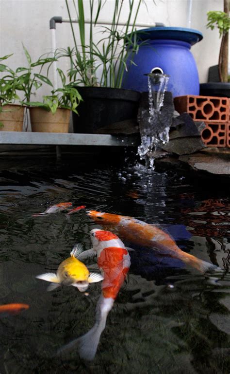 Untuk membuat kolam ikan koi, anda harus membuat kolam dengan kedalaman 1 meter yang mampu menampung air sekitar 1100 liter. Jernih Dengan Filter Kolam Sederhana - ujungaspal.com
