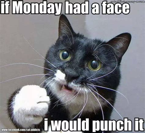 If Monday Had A Face I Would Punch It Pictures Photos And Images For
