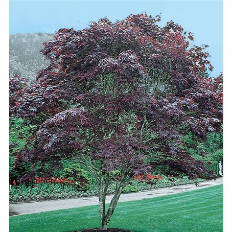598 Gallon Bloodgood Japanese Maple Feature Tree L1088 At