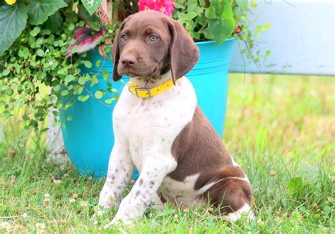 This litter is out of two amazing stylish south texas quail and dove dogs. Sterling | German Shorthaired Pointer Puppy For Sale ...