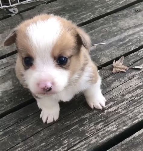 100 years of experience · free online seminars 8 Week Old Puppy: A Guide To Bringing A Puppy Home At 8 ...