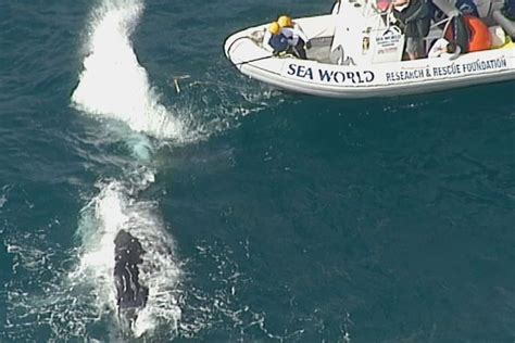 Workboats At Work Australian Animal Rescue Fleet Saving Sea Life From