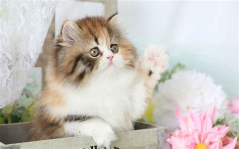 Download Wallpapers Persian Kitten 4k Cute Animals Kitten Cats