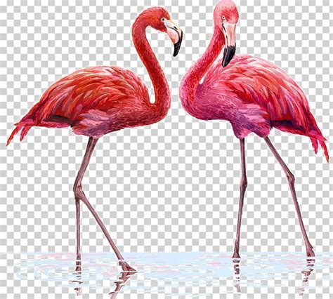 Flamingo Illustration Png Beak Bird Birds Canvas
