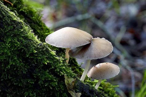 Fungi: Definition, Types, Characteristics & Reproduction » Science ABC