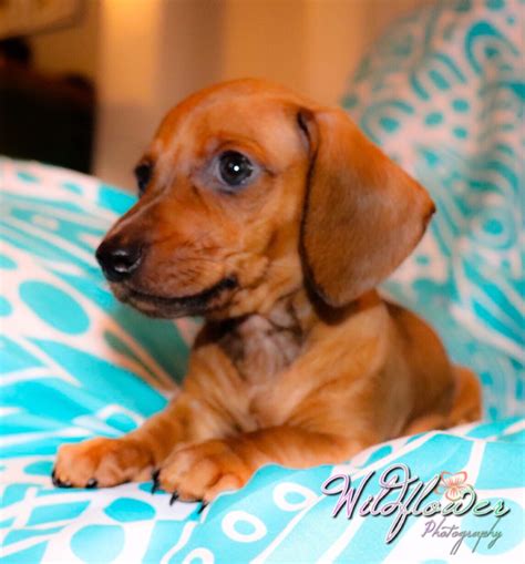 4,812 likes · 120 talking about this. Miniature Dachshund Puppies For Sale | Kinston, NC #277164