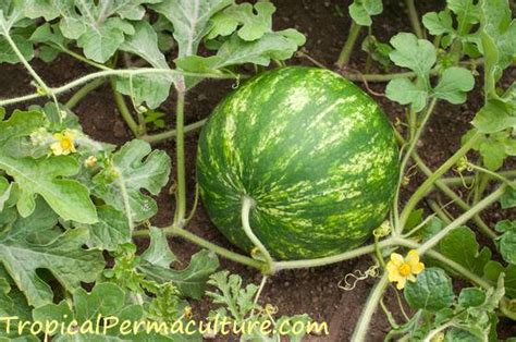 We did not find results for: Growing Watermelons - How To Grow Watermelon Plants From Seed
