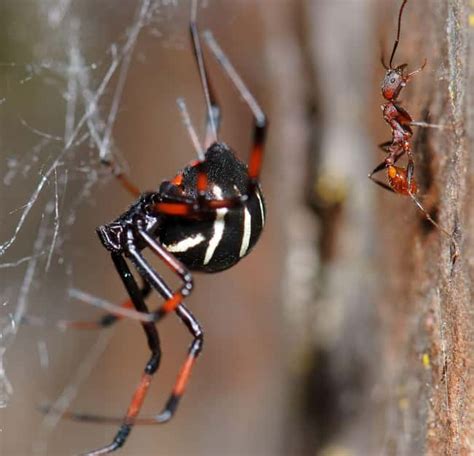 The 12 Scariest Black Widow Spiders Ranked