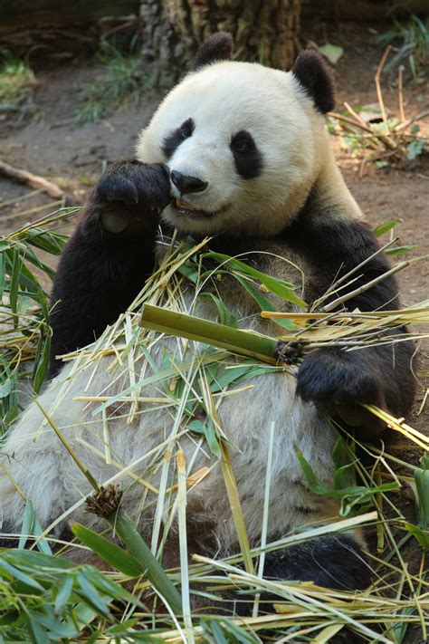 Do Pandas Eat Meat Scientific Scribbles