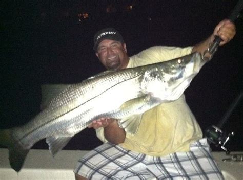 How To Catch Snook At Night Night Shift Snook Fishing Expeditions