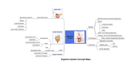 Digestive System Concept Map Template Edrawmind