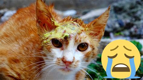 What Happened To The Poor Cats Head Adorable Cats Youtube