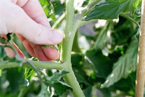 Should You Prune Out Tomato Suckers