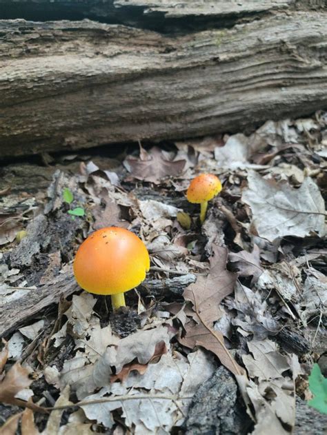 Found A Pair Of Super Vibrant Orangeyellow Mushrooms In The Woods Next