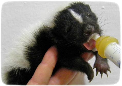Skunks As Pets In Tennesseepet Photos Gallery General Pet Photos