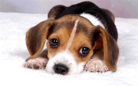 Cute Babys With Dogs Wallpapers Wallpaper Cave