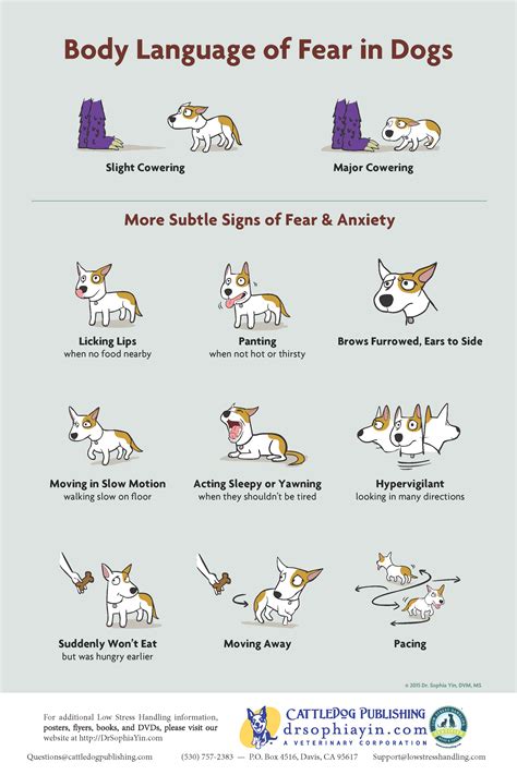 Body Language Of Fear In Dogs Packet Of 100 Handouts