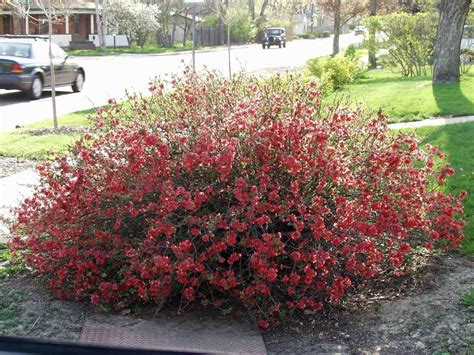 Blast of scarlet in early springtexas scarlet flowering quince, chaenomeles japonica 'texas scarlet', is one of the first shrubs to bloom in the spring. Quince, Texas Scarlet - TheTreeFarm.com