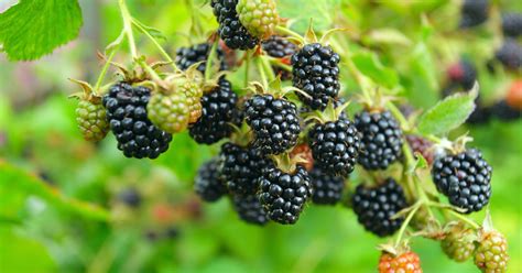 Let's see how they help us. What are the Health Benefits of Blackberries? | LIVESTRONG.COM