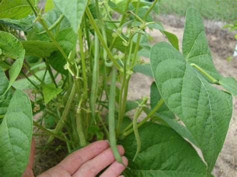 Through my many years of growing beans in my own garden, i have if i had to choose one vegetable to grow, it'd be green beans. How to Seed and Grow Green Beans at Home; Picture Tutorial ...