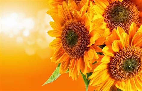 Berikut ini adalah beberapa ciri khusus tumbuhan dan manfaatnya. Klasifikasi dan Ciri Ciri Bunga Matahari [+Gambar ...