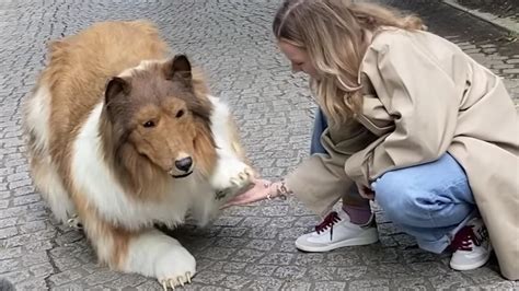 Toco The Human Collie Steps Out For First Ever Walk In Public
