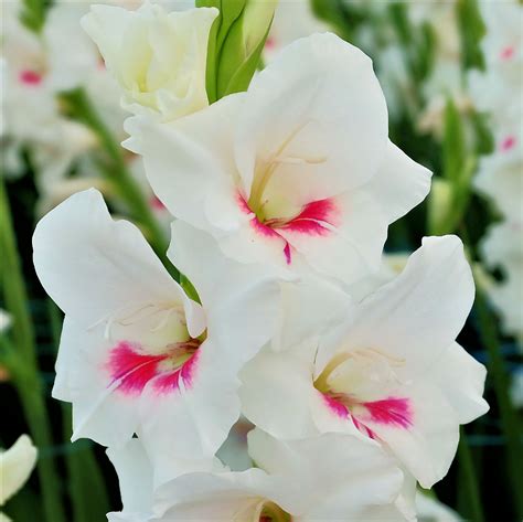 When to plant your bulbs. Gladiolus Carine - Easy To Grow Bulbs