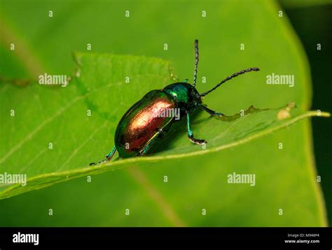 Dogbane Beetle Chrysochus Auratus On Hi Res Stock Photography And