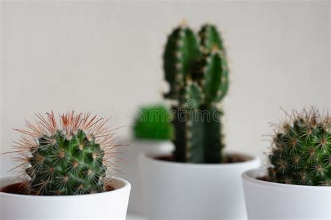 Collection Of Various Cactus Plants In White Pots Potted Cactus House