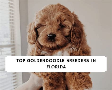 Top 8 Goldendoodle For Sale Florida For 500 2022