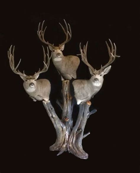 1000 x 1000 jpeg 308kb. Sick muley mount. | Mule deer, Deer mounts, Deer