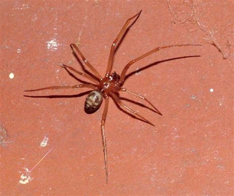 Reddish Spider Steatoda Grossa Bugguidenet