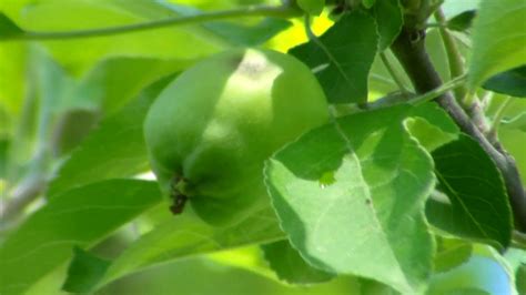 Hanki 18.000 sekunnin a young man picking apples arkistovideomateriaali, jonka nopeus on 29.97fps. backyard apple tree - YouTube